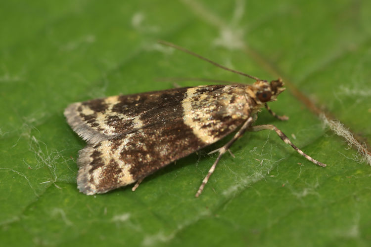 Scoparia semiamplalis: Bild 10