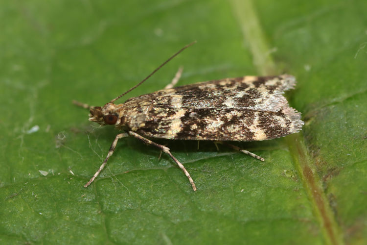 Scoparia semiamplalis: Bild 12