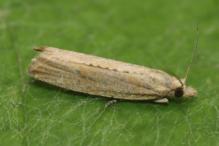 Bactra lancealana: Bild 3