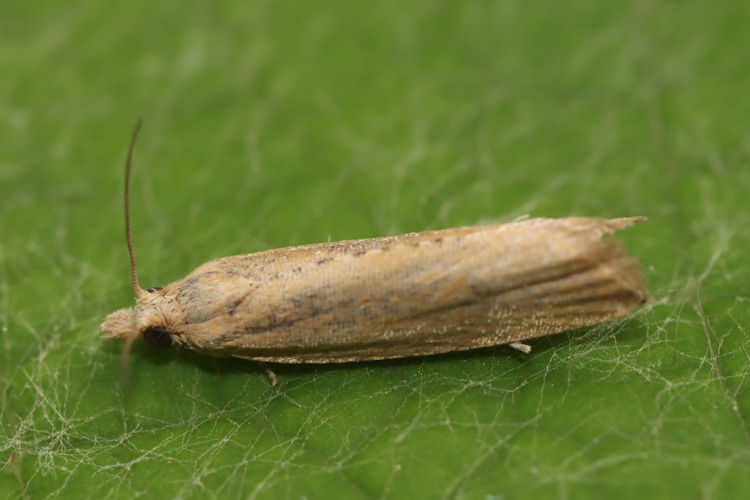 Bactra lancealana: Bild 4