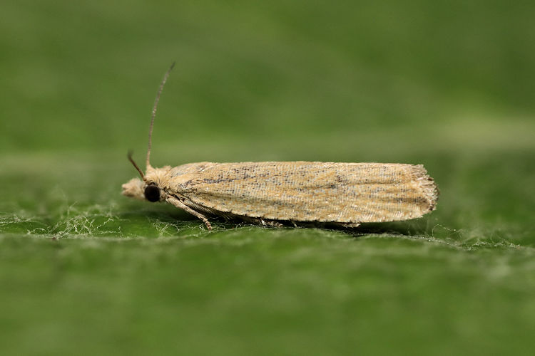 Bactra lancealana: Bild 5