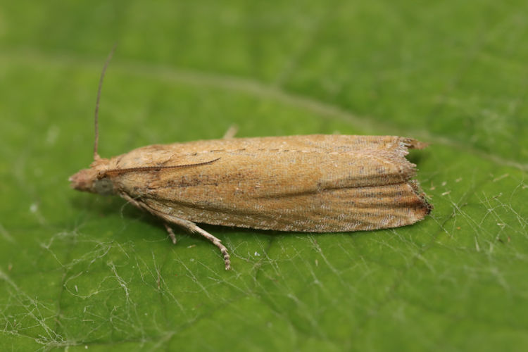 Bactra lancealana: Bild 6