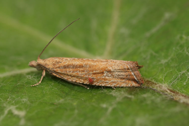 Bactra lancealana: Bild 7