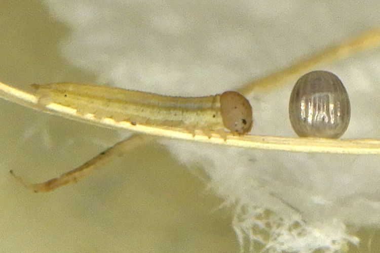 Hipparchia azorinus barbara: Bild 9
