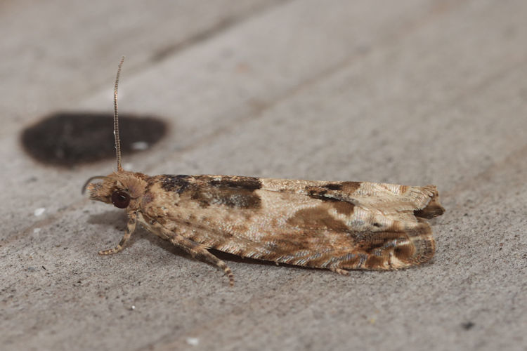 Crocidosema plebejana: Bild 1