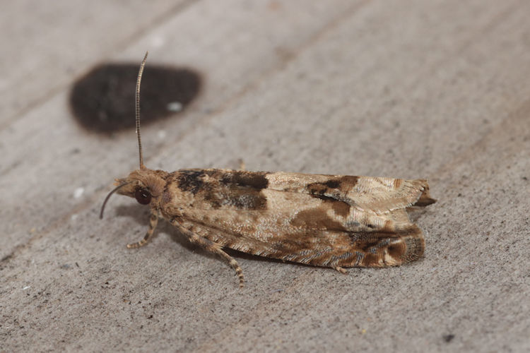Crocidosema plebejana: Bild 2