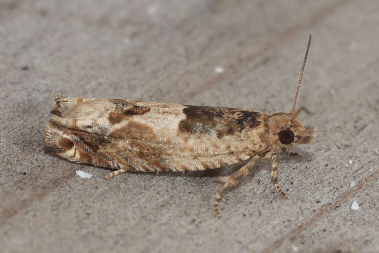 Crocidosema plebejana: Bild 3