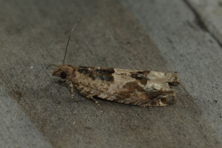 Crocidosema plebejana: Bild 4