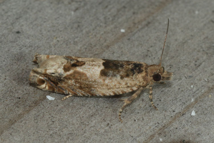 Crocidosema plebejana: Bild 5