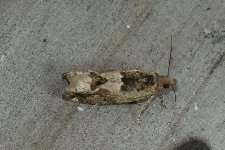 Crocidosema plebejana: Bild 6