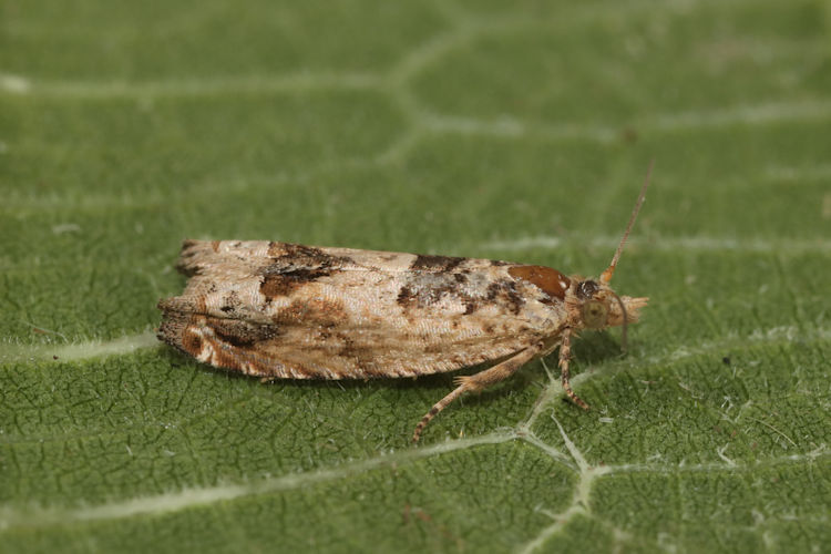 Crocidosema plebejana: Bild 8