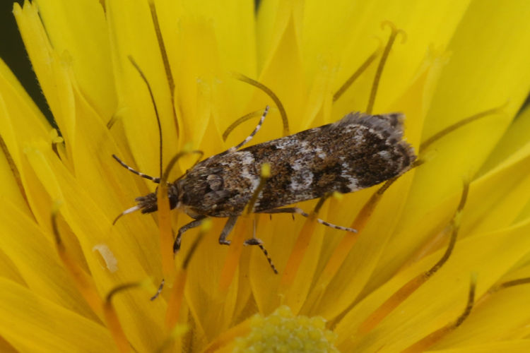 Scoparia aequipennalis: Bild 1
