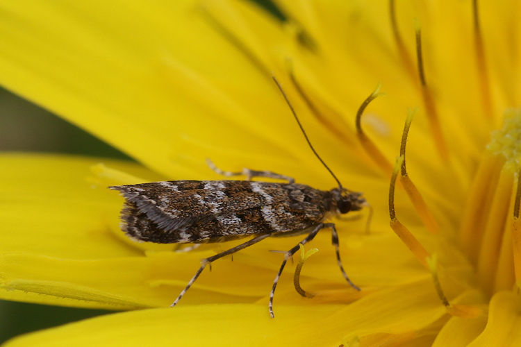 Scoparia aequipennalis: Bild 2