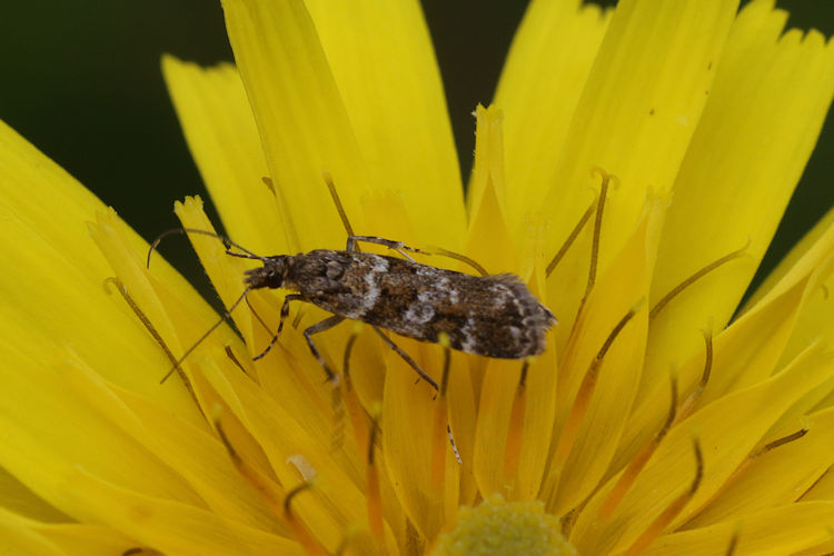 Scoparia aequipennalis: Bild 3