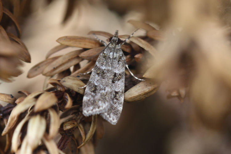 Scoparia aequipennalis: Bild 4