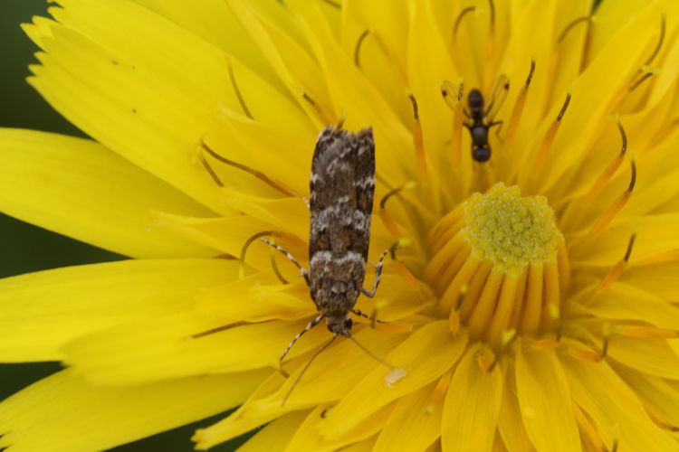 Scoparia aequipennalis: Bild 5