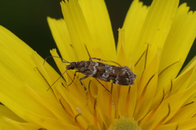 Scoparia aequipennalis: Bild 6