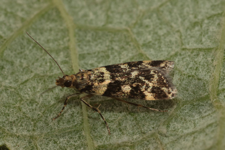Scoparia semiamplalis: Bild 13