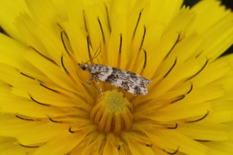 Scoparia semiamplalis: Bild 14