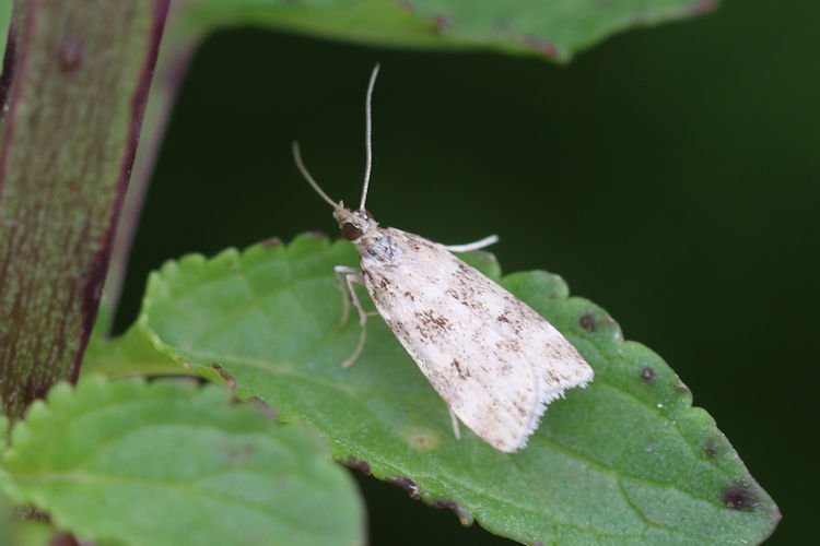 Scoparia semiamplalis: Bild 15