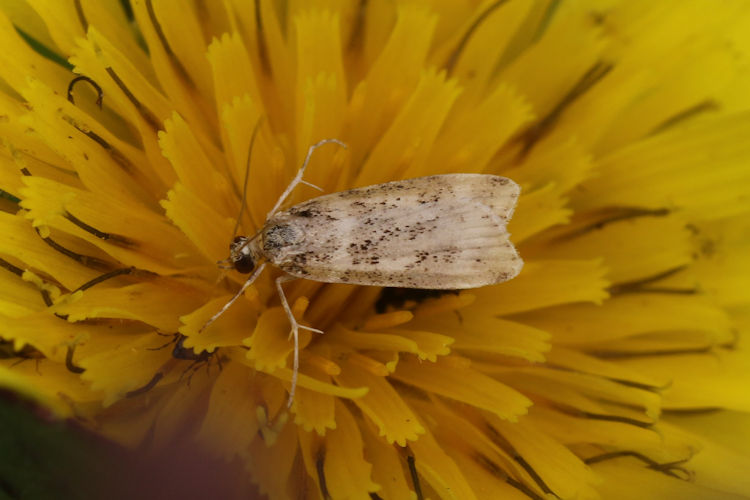 Scoparia semiamplalis: Bild 16