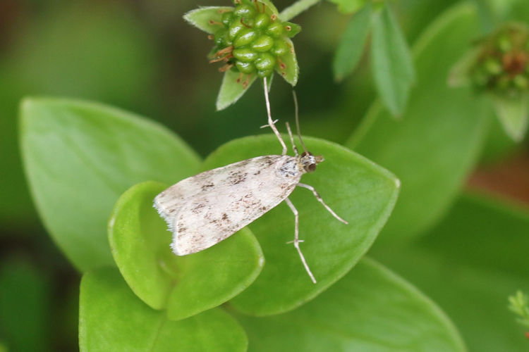 Scoparia semiamplalis: Bild 17