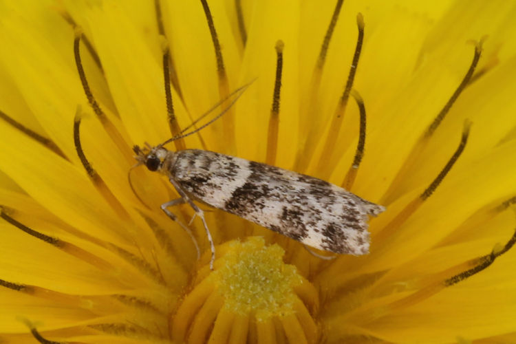 Scoparia semiamplalis: Bild 18