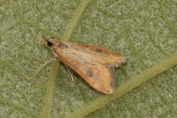 Udea ferrugalis: Bild 18
