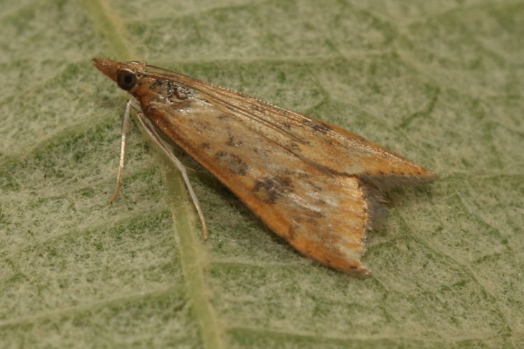 Udea ferrugalis: Bild 19