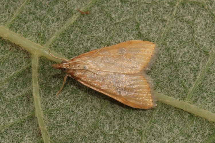 Udea ferrugalis: Bild 20
