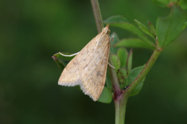 Udea ferrugalis: Bild 21
