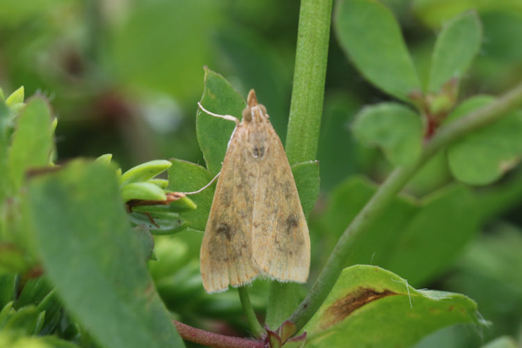 Udea ferrugalis: Bild 22