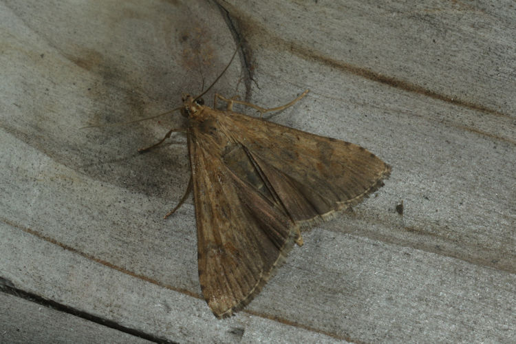 Nomophila noctuella: Bild 14