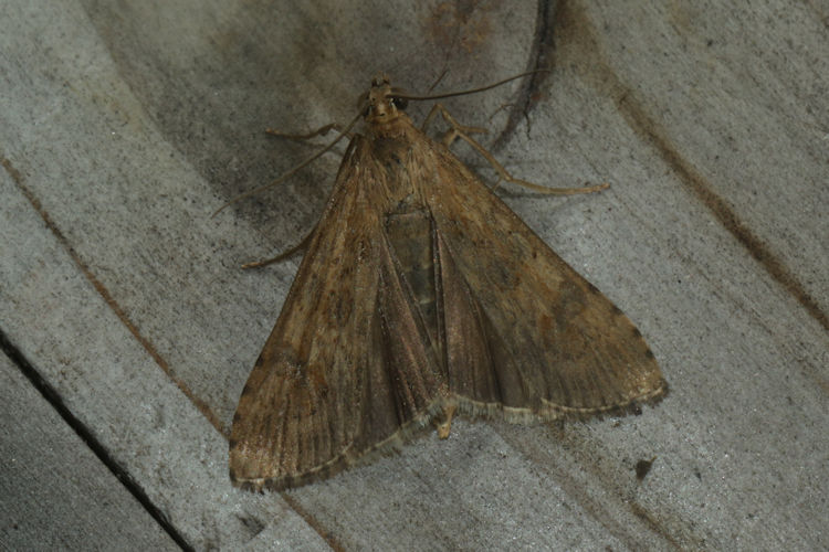 Nomophila noctuella: Bild 15