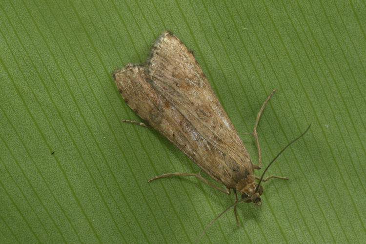 Nomophila noctuella: Bild 16