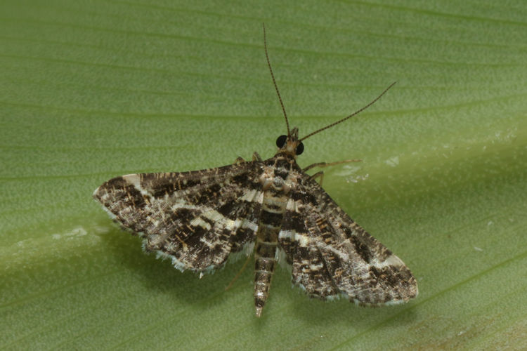 Diasemiopsis ramburialis: Bild 2