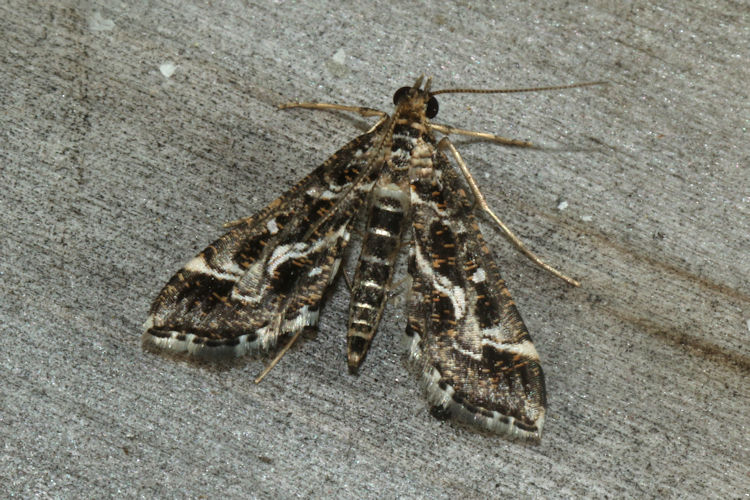 Diasemiopsis ramburialis: Bild 3