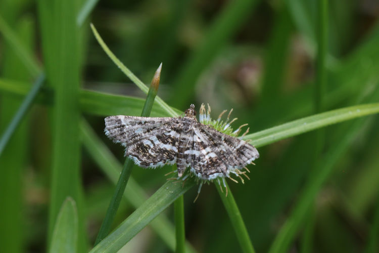 Diasemiopsis ramburialis: Bild 4