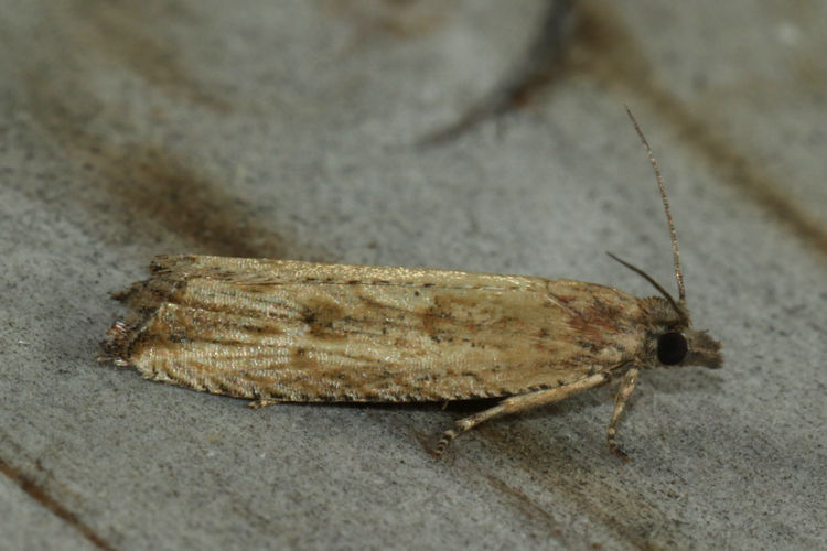 Bactra lancealana: Bild 8