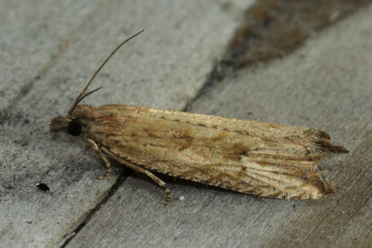 Bactra lancealana: Bild 9