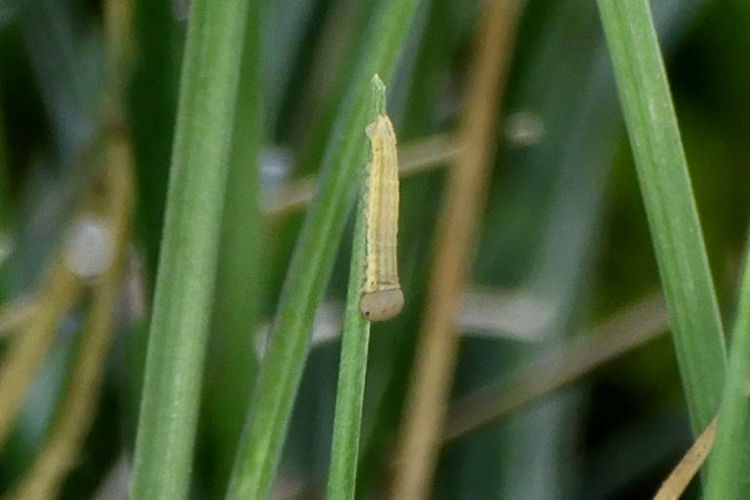 Hipparchia azorinus barbara: Bild 10