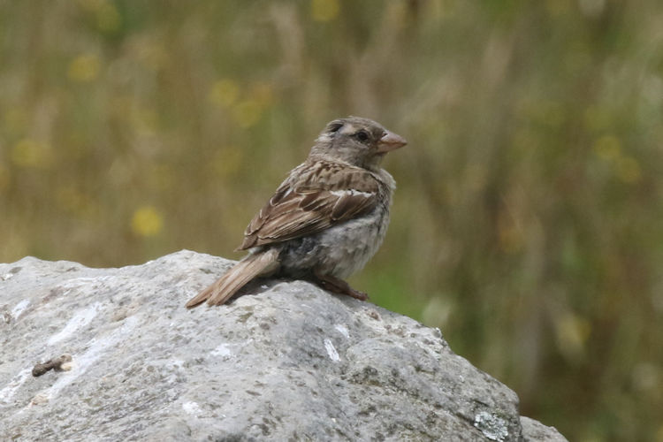 Passer domesticus: Bild 20