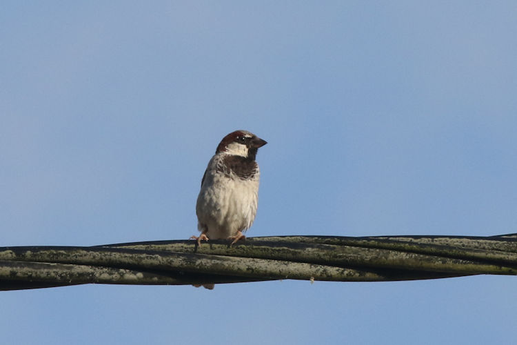 Passer domesticus: Bild 21