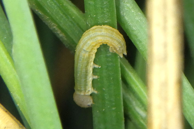 Hipparchia azorinus barbara: Bild 11
