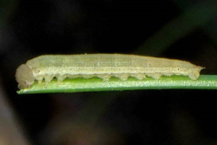 Hipparchia miguelensis: Bild 8