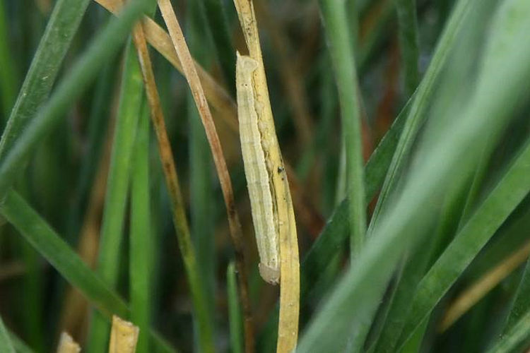 Hipparchia azorinus barbara: Bild 14