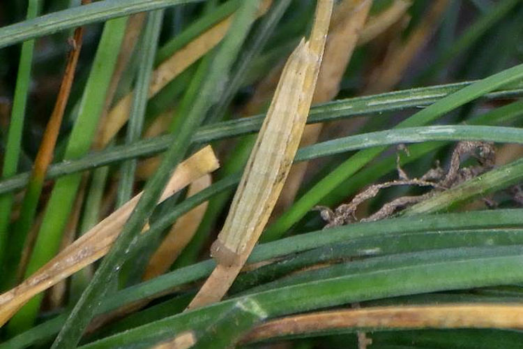 Hipparchia azorinus barbara: Bild 13