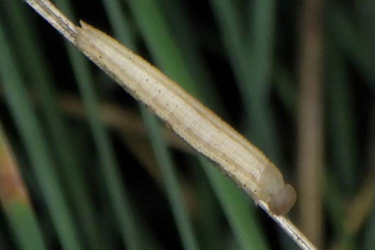 Hipparchia azorinus barbara: Bild 12