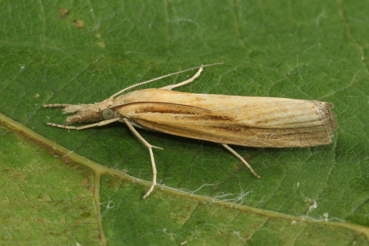 Agriphila tristella: Bild 8