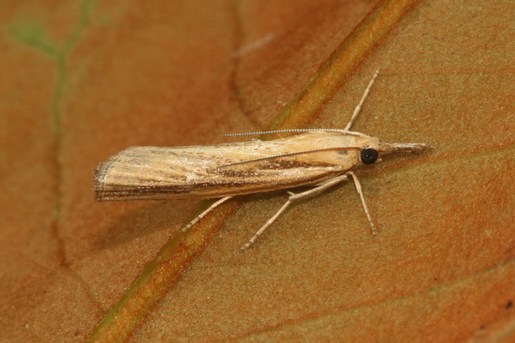 Agriphila tristella: Bild 9